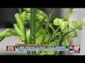 Citrus growers hopeful potential new treatment will help save industry from disease