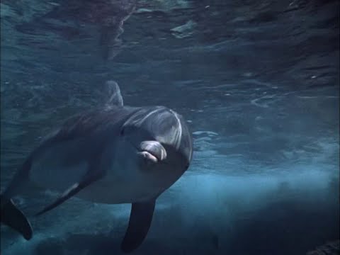 Flipper (1964-1967) - S2E06 - Intro - Junior Ranger - Brian Kelly - Luke Halpin - Tommy Norden