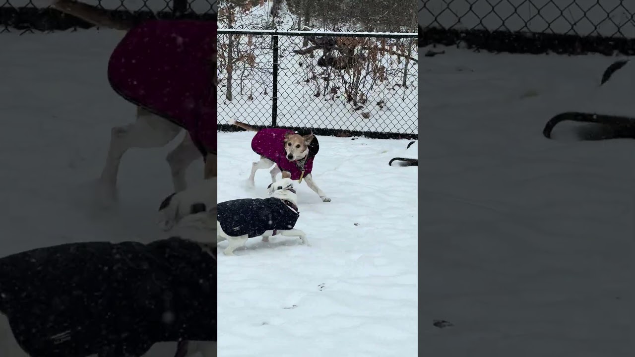 Enlarge Side Pony, a ADOPTABLE mixed breed in New York, NY video 6/6