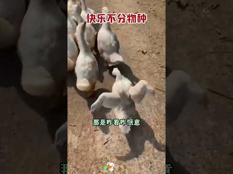 这些小动物好欢乐，看得我都羡慕了。 #搞笑 #大熱門#正能量  #爆笑#萌宠