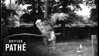 Taming Eagles (1931)