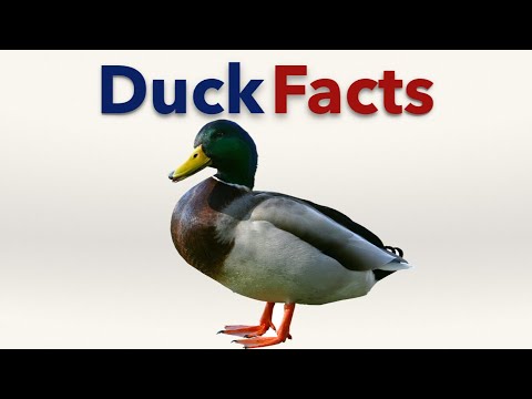 , title : 'Duck Facts'