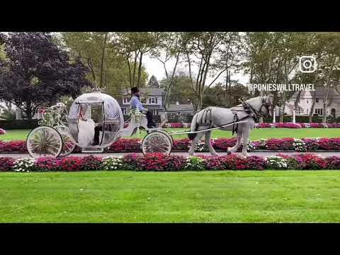 Promotional video thumbnail 3 for Ponies Will Travel - Pony Parties
