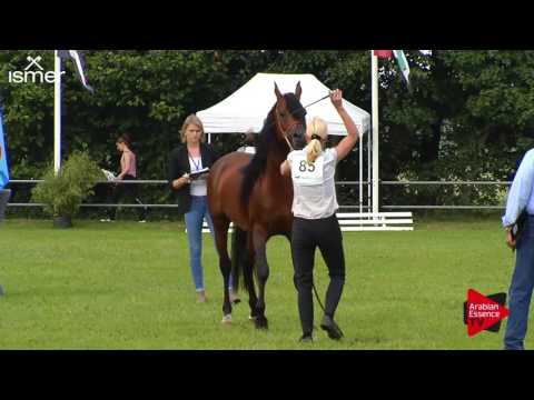 N.85 D VAN MARC - Ströhen 2017 C-Show - 4.6 Years Old Stallions (Class 12)
