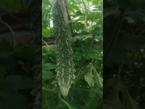 Bitter Gourd Seeds