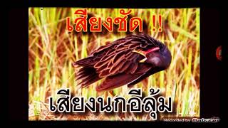 Download lagu Tieng cum num 2 mp3 Download lagu Tieng cum num 2 mp3