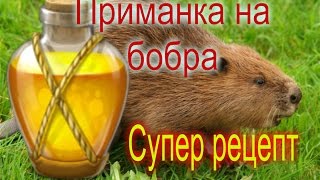 Приманки на бобров