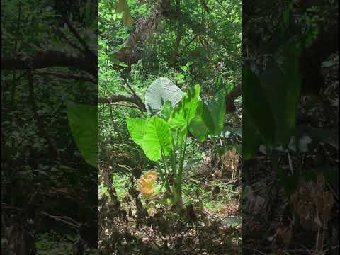 Reserva natural de San Fernando, Buenos Aires