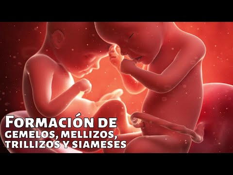 How are twins, twins, triplets and Siamese formed?🧬