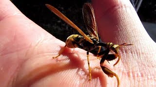 Mantidfly perfectly mimics a wasp as a defense mechanism