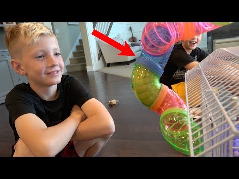 BUILDING A HAMSTER DREAM CAGE!