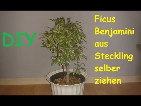 Ficus Benjamini ( Benjamina ) selber ziehen / Pflanze vermehren und züchten – DIY Anleitung