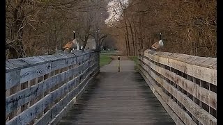 preview picture of video 'Geese on rail trail bridge.'