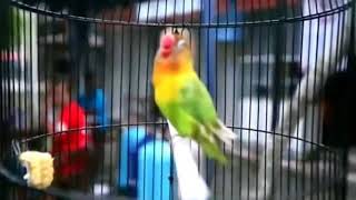 Download lagu MENGENANG SANG LEGENDA LOVEBIRD KUSUMO mp3 Download lagu MENGENANG SANG LEGENDA LOVEBIRD KUSUMO mp3
