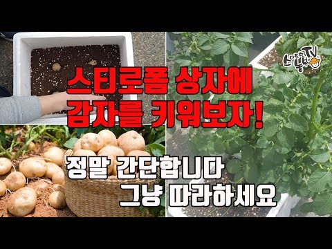 , title : '베란다 텃밭 스티로폼에 감자 심는방법 재배방법'