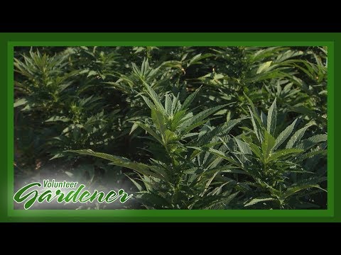 麻の栽培｜ボランティアガーデナー (Growing Hemp | Volunteer Gardener)