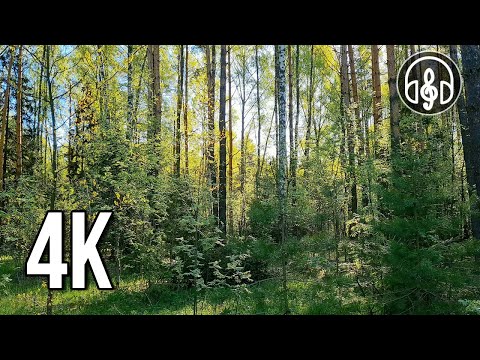 Best nightingale singing. Nature sounds for relaxation and sleep in 4K.
