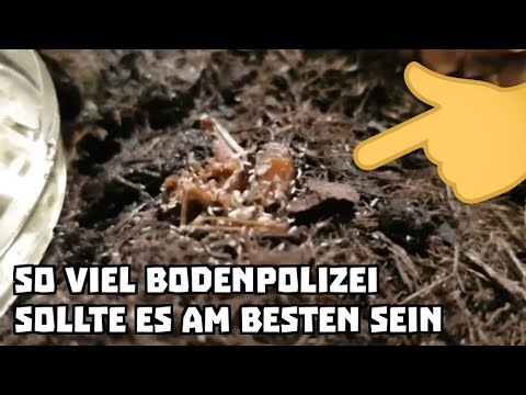 Wie viele Asseln/Springschwänze als Bodenpolizei in das Terrarium einfüllen? #TeamTinyVenoms