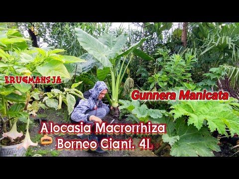 Alocasia macrorrhiza Borneo giant od nasionka. Minęły 4 lata uprawy. Wykopki, zimowanie w domu 😱😀🌱