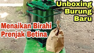 Download lagu Cara menaikan birahi burung prenjak betina mp3 Download lagu Cara menaikan birahi burung prenjak betina mp3