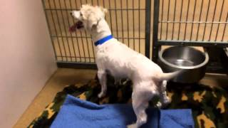 After - Poodle Mix with Large Mass and Matted Coat