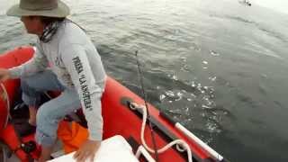 Yellowtail fishing in San Carlos, Mexico from my Saturn SD365 dinghy