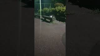 夜中の公園のベンチにいたにゃんこに話しかけてみた