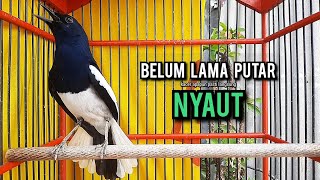 Download lagu SUARA BURUNG kacer gacor NGEPLONG tarung ini paling ampuh buat PANCINGAN KACER agar EMOSI NYAUT mp3 Download lagu SUARA BURUNG kacer gacor NGEPLONG tarung ini paling ampuh buat PANCINGAN KACER agar EMOSI NYAUT mp3
