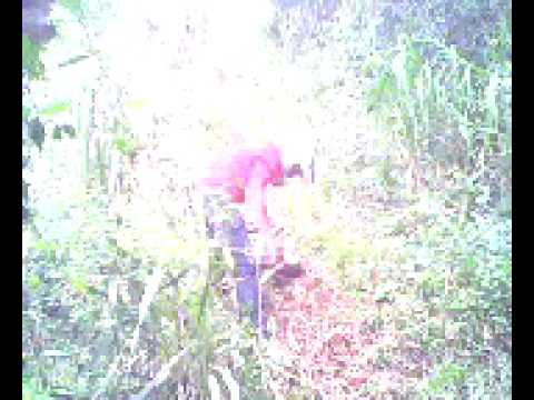 castanha naum subiu o morro