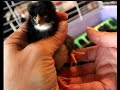 Sexing Your Barred Rock Chicks Educated Guesses Tips With The Omega Rocks