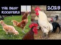 The best roosters 2023 - Die schönsten Hähne im Wettkrähen! Crowing roosters various chicken breeds