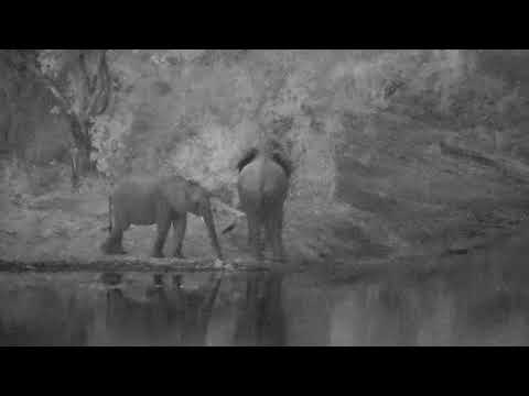 Djuma: Two Elephants get a quick drink - 17:47 - 07/02/21