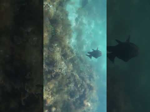 Snorkeling Highlights - Trigg North Beach