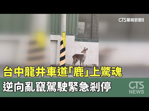 台中龍井車道「鹿」上驚魂　逆向亂竄駕駛緊急剎停