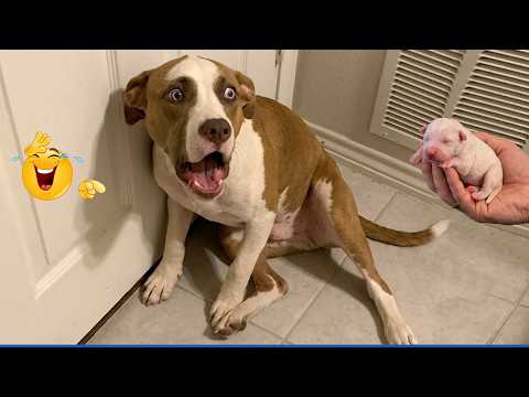 Funniest Dogs Ever 🤣 You’ll Cry Laughing!