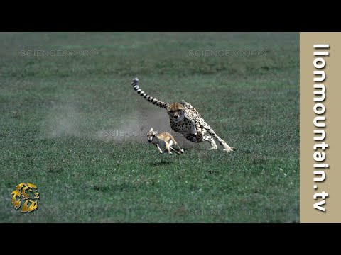 Cheetah 🐱 high speed Gazelle hunt  | CLASSIC WILDLIFE