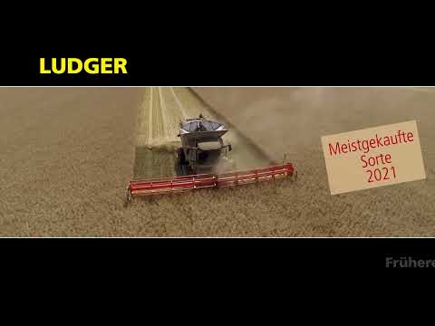 RAPOOL - LUDGER - Spät säen, früh ernten