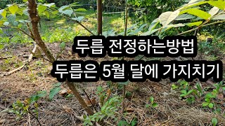 두릅 나무 전전하는 방법 #두릅나무는 5월달에 꼭 가지치기 하셔야 됩니다.