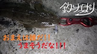 【館山釣り情報】釣りっぱり！　べっくのお魚情報館！(*'▽')　4/13～14 Ver　自衛隊堤防リベンジ！・・・