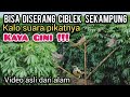 Suara CIBLEK Ribut Didalam Liar