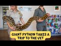 Giant Python Takes A Trip To The Vet Australian Reptile Park