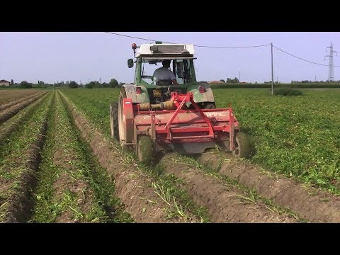 IMAC TF-4F mašina za skidanje lisne mase krompira