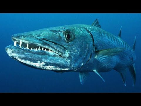 Gefährliche Raubtiere ➥ Doku / Jäger in der Karibik / HD