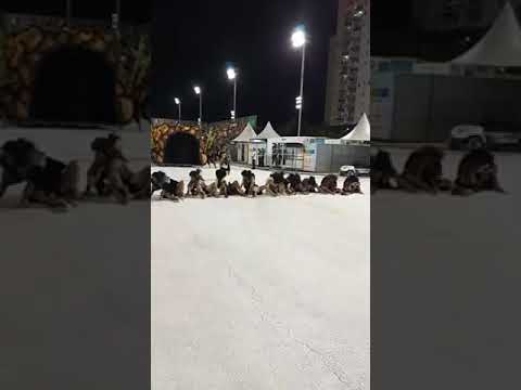 Santos Carnaval 2020 - Mãos Entrelaçadas