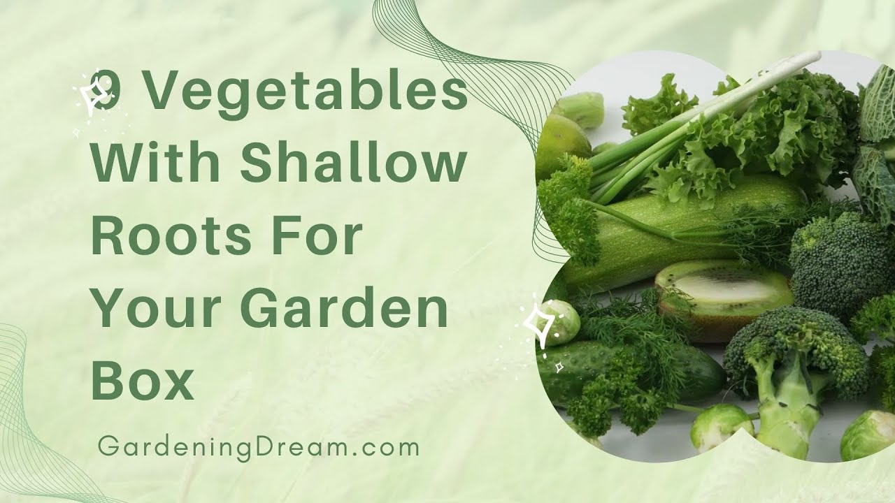 9 Vegetables With Shallow Roots For Your Garden Box