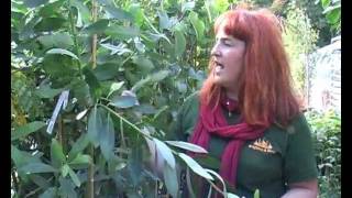 Stanmer Nursery autumn update