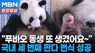 아기 판다 입에 문 아이바오...국내 세 번째 판다 번식 성공 [현장영상]