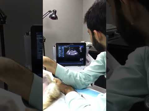 ultrasound examination of cat's kidney | persian cat | ultrasound