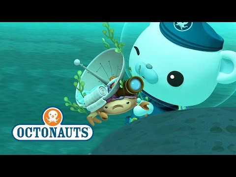 Sea Creature Discovery NEW!
