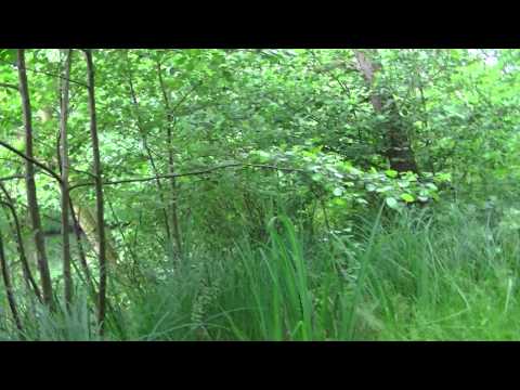 MongoTV_479 - Del 1 - Mongo TV Sommerudflugt 29.Juni 2015 - Mølleåen - Frederiksdal - Furesøen